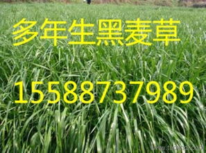 雙鴨山紫花苜蓿 品種、產(chǎn)量、價(jià)格與廠家信息全解析