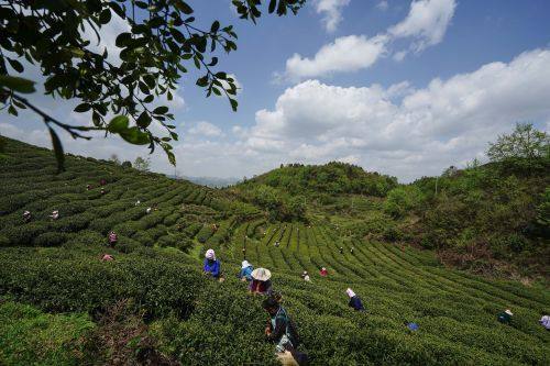 貴陽(yáng)市上半年農(nóng)林牧漁業(yè)增長(zhǎng)勢(shì)頭強(qiáng)勁，總產(chǎn)值達(dá)133.20億元，同比增長(zhǎng)8.8%