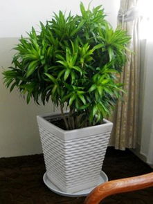 拱墅區(qū)景香花卉公司 卓越服務(wù)與綠化植物租賃專(zhuān)家