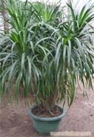 上海康馨園林綠化 龍血樹(shù)租賃價(jià)格、圖片、詳情及養(yǎng)護(hù)服務(wù)