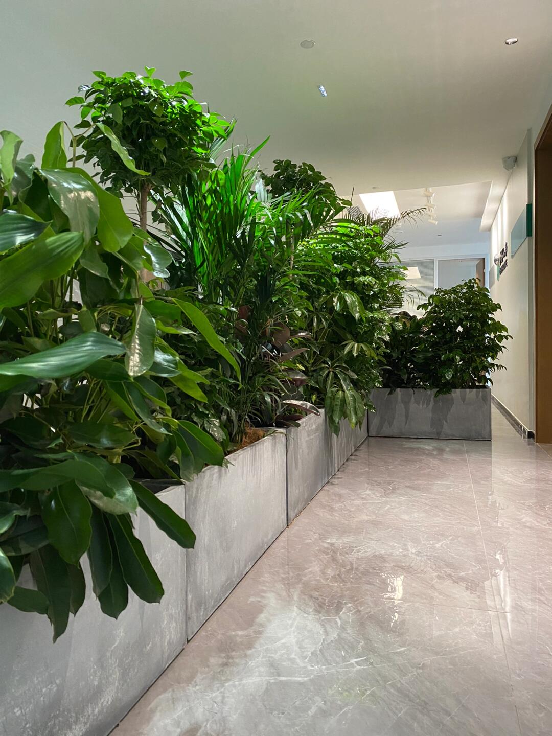 綠意空間，靈動隔斷 專業植物租賃與造景服務打造辦公新生態