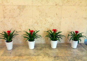 花卉綠植盆栽租賃出售園林綠化養(yǎng)護(hù)庭院設(shè)計(jì)草坪種植假山?jīng)鐾?深圳鮮花綠植 綠化植物租賃